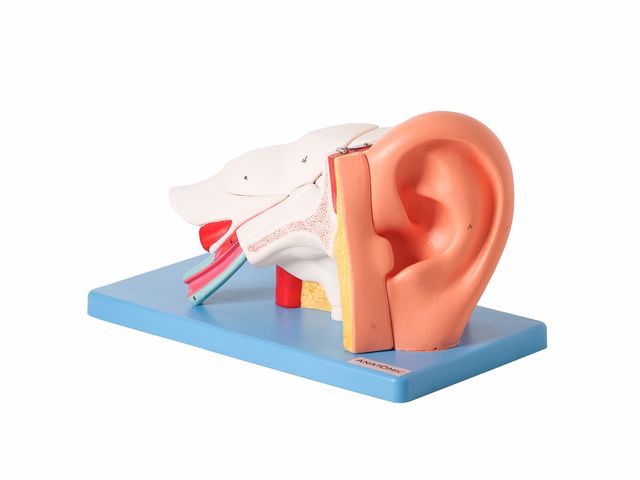 Ouvido Ampliado com 6 Partes TZJ-0309-A - Anatomic Ouvido Ampliado com 6 Partes TZJ-0309-A - Anatomic
