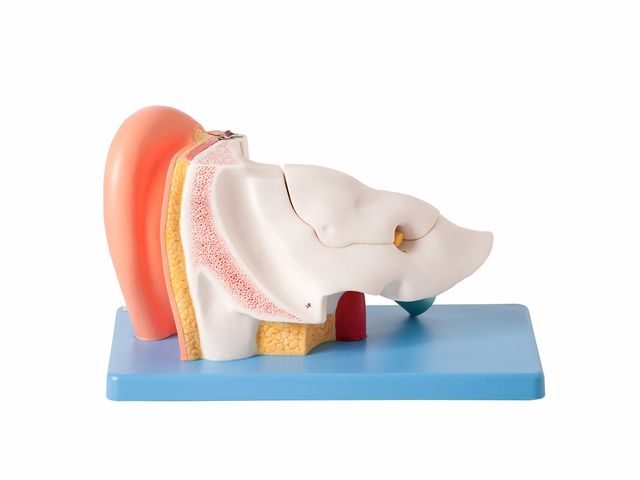 Ouvido Ampliado com 6 Partes TZJ-0309-A - Anatomic Ouvido Ampliado com 6 Partes TZJ-0309-A - Anatomic