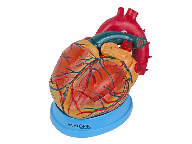 Coração Ampliado Dividido - em 3 Partes - TZJ-0321-B - Anatomic Coração Ampliado Dividido - em 3 Partes - TZJ-0321-B - Anatomic
