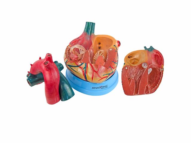 Coração Ampliado Dividido - em 3 Partes - TZJ-0321-B - Anatomic Coração Ampliado Dividido - em 3 Partes - TZJ-0321-B - Anatomic