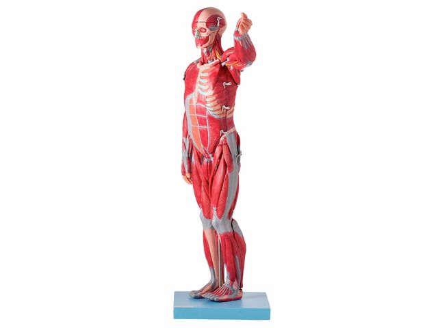 Modelo Muscular Assexuado em 27 Partes - TZJ-4000-B - Anatomic Modelo Muscular Assexuado em 27 Partes - TZJ-4000-B - Anatomic