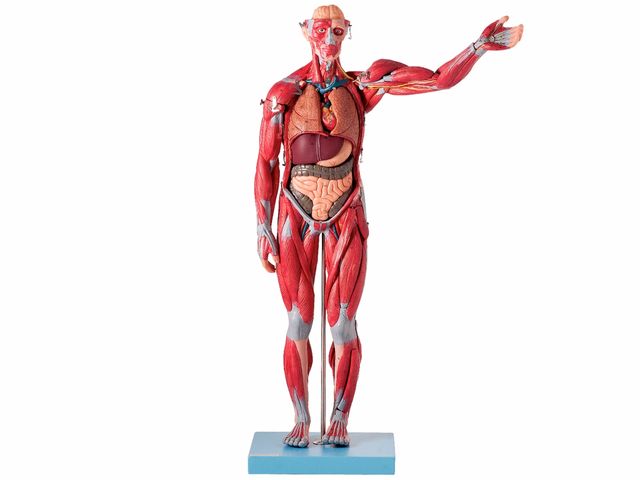 Modelo Muscular Assexuado em 27 Partes - TZJ-4000-B - Anatomic Modelo Muscular Assexuado em 27 Partes - TZJ-4000-B - Anatomic