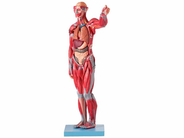 Modelo Muscular Assexuado em 27 Partes - TZJ-4000-B - Anatomic Modelo Muscular Assexuado em 27 Partes - TZJ-4000-B - Anatomic