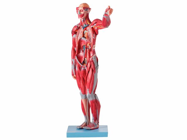 Modelo Muscular Assexuado em 27 Partes - TZJ-4000-B - Anatomic Modelo Muscular Assexuado em 27 Partes - TZJ-4000-B - Anatomic
