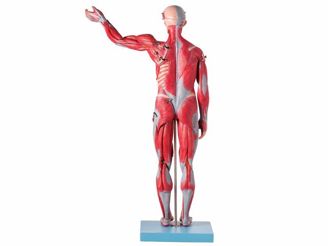 Modelo Muscular Assexuado em 27 Partes - TZJ-4000-B - Anatomic Modelo Muscular Assexuado em 27 Partes - TZJ-4000-B - Anatomic