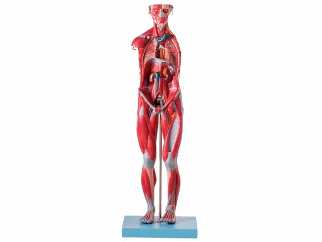 Modelo Muscular Assexuado em 27 Partes - TZJ-4000-B - Anatomic Modelo Muscular Assexuado em 27 Partes - TZJ-4000-B - Anatomic