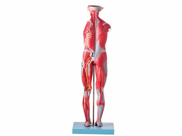 Modelo Muscular Assexuado em 27 Partes - TZJ-4000-B - Anatomic Modelo Muscular Assexuado em 27 Partes - TZJ-4000-B - Anatomic