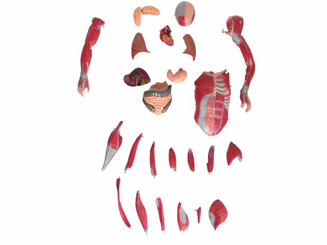 Modelo Muscular Assexuado em 27 Partes - TZJ-4000-B - Anatomic Modelo Muscular Assexuado em 27 Partes - TZJ-4000-B - Anatomic