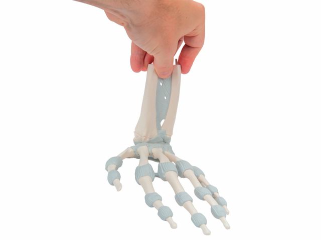 Esqueleto da Mão - com Ligamentos Elásticos - M36 - 3B Scientific Esqueleto da Mão - com Ligamentos Elásticos - M36 - 3B Scientific