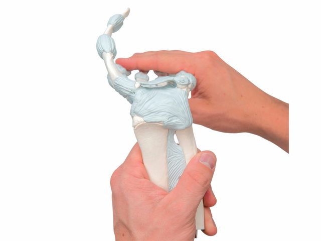 Esqueleto da Mão - com Ligamentos Elásticos - M36 - 3B Scientific Esqueleto da Mão - com Ligamentos Elásticos - M36 - 3B Scientific
