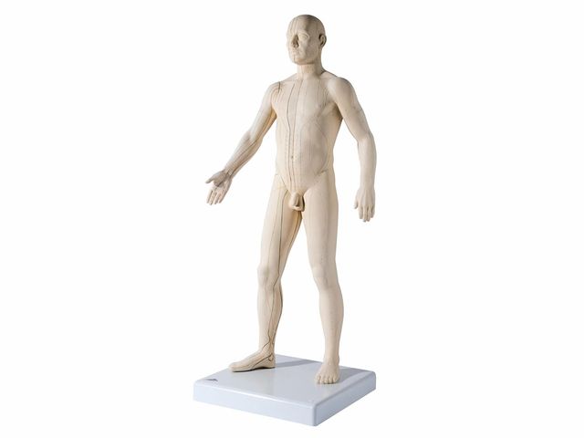 Modelo para Acupuntura Masculino com 71cm - N30 - 3B Scientific Modelo para Acupuntura Masculino com 71cm - N30 - 3B Scientific