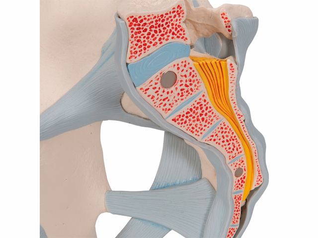 Esqueleto Pélvico Masculino com Ligamentos em 2 Partes - H21/2 - 3B Scientific Esqueleto Pélvico Masculino com Ligamentos em 2 Partes - H21/2 - 3B Scientific