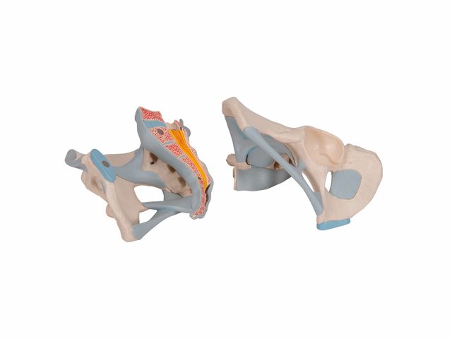 Esqueleto Pélvico Masculino com Ligamentos em 2 Partes - H21/2 - 3B Scientific Esqueleto Pélvico Masculino com Ligamentos em 2 Partes - H21/2 - 3B Scientific