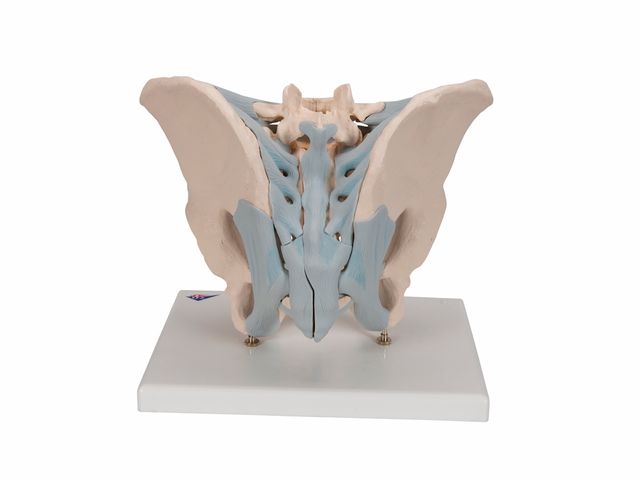 Esqueleto Pélvico Masculino com Ligamentos em 2 Partes - H21/2 - 3B Scientific Esqueleto Pélvico Masculino com Ligamentos em 2 Partes - H21/2 - 3B Scientific
