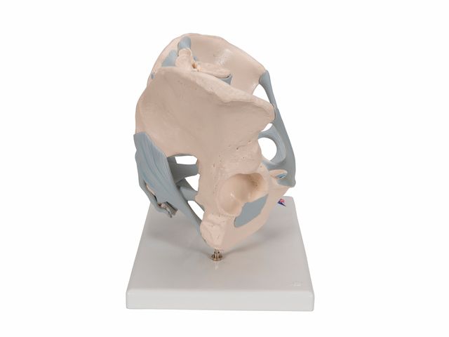 Esqueleto Pélvico Masculino com Ligamentos em 2 Partes - H21/2 - 3B Scientific Esqueleto Pélvico Masculino com Ligamentos em 2 Partes - H21/2 - 3B Scientific