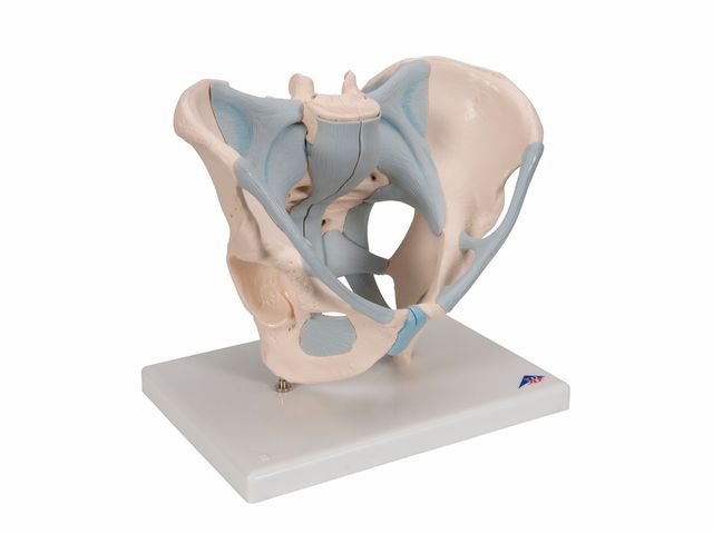 Esqueleto Pélvico Masculino com Ligamentos em 2 Partes - H21/2 - 3B Scientific Esqueleto Pélvico Masculino com Ligamentos em 2 Partes - H21/2 - 3B Scientific