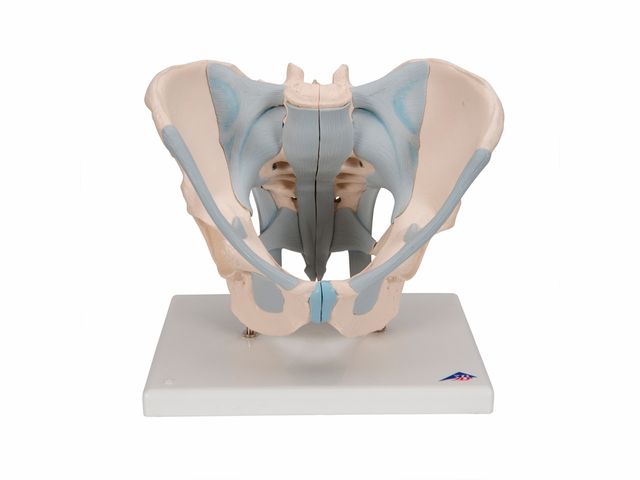 Esqueleto Pélvico Masculino com Ligamentos em 2 Partes - H21/2 - 3B Scientific Esqueleto Pélvico Masculino com Ligamentos em 2 Partes - H21/2 - 3B Scientific