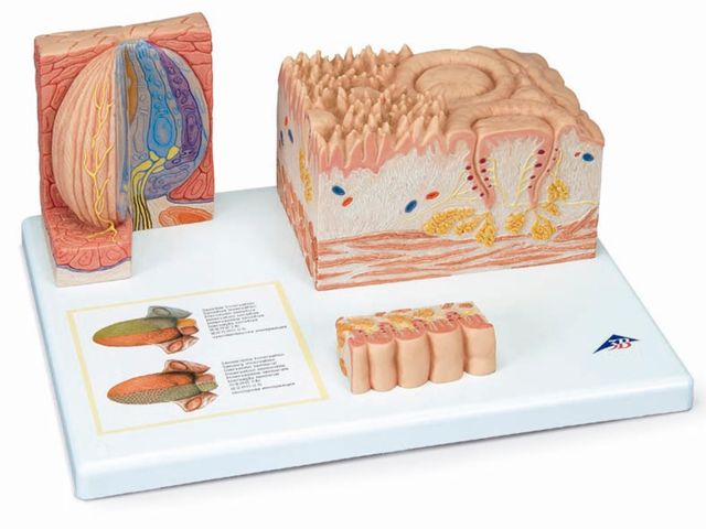 Modelo de Língua Seccionado - MICROanatomia - D17 - 3B Scientific Modelo de Língua Seccionado - MICROanatomia - D17 - 3B Scientific