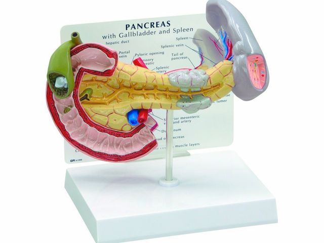 Modelo do Pâncreas - W33367 - 3B Scientific Modelo do Pâncreas - W33367 - 3B Scientific
