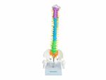 Coluna Vertebral Colorida e Flexível – 40cm – Sdorf