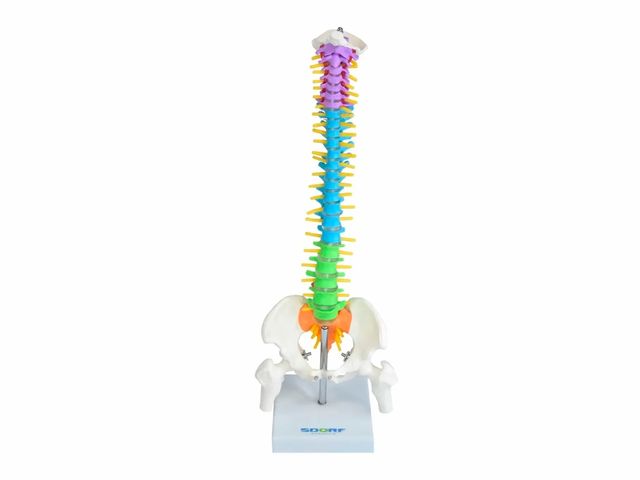 Coluna Vertebral Colorida e Flexível – 40cm – Sdorf