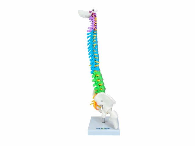 Coluna Vertebral Colorida e Flexível – 40cm – Sdorf